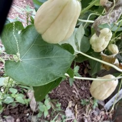 {product_name} directamente del agricultor - Quiero Naranjas