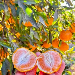 [category_name] frais