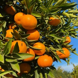 {product_name} directamente del agricultor - Quiero Naranjas