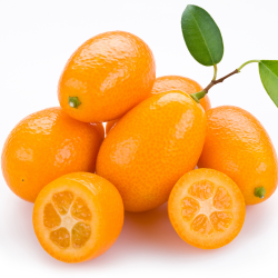 Comprar Kumquat ecológico de Valencia naturales | Quieronaranjas – Comprar Naranjas y Mandarinas Ecológicas de Valencia