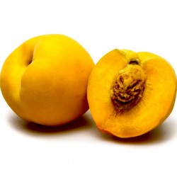 [category_name] frais