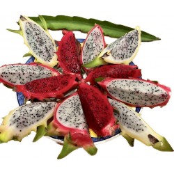 Fresh [product_name]