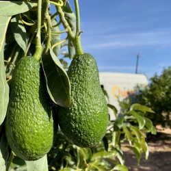 {product_name} directamente del agricultor - Quiero Naranjas