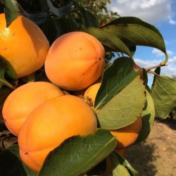 {product_name} directamente del agricultor - Quiero Naranjas