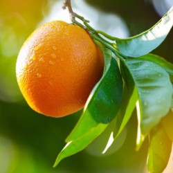 {product_name} directamente del agricultor - Quiero Naranjas