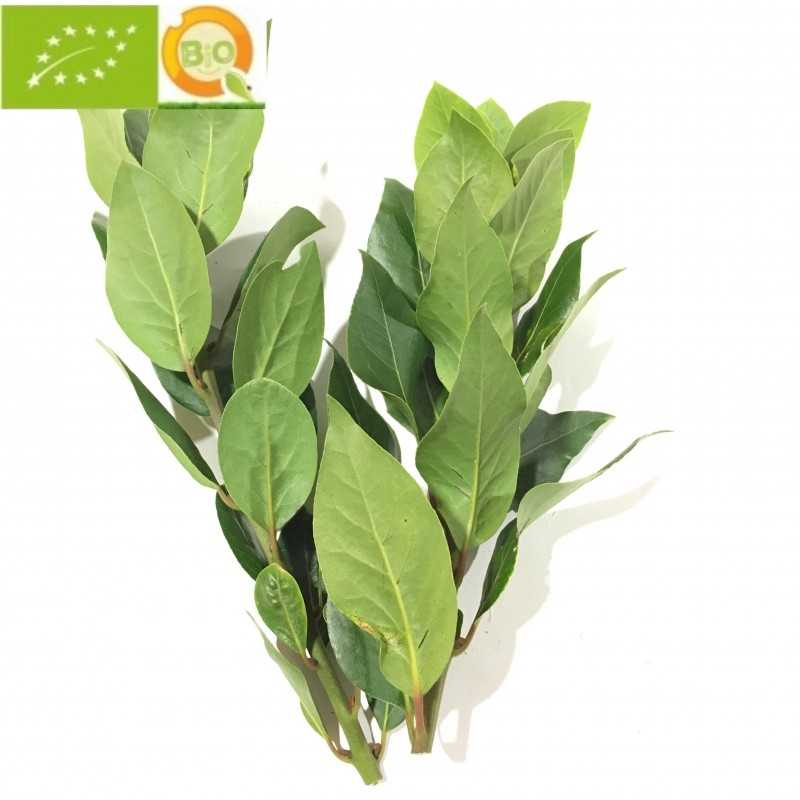 Ramillete de Hojas de Laurel frescas. (ecológico)