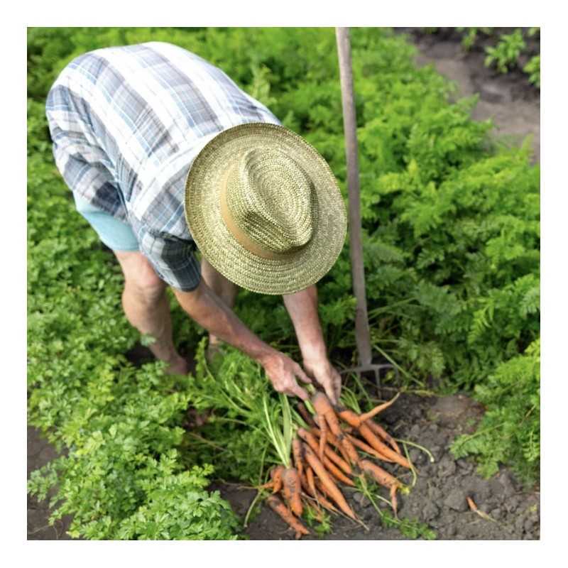 Zanahoria Ecológica Zanahoria Ecológica