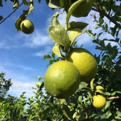 Buy Organic Lemons from Valencia Online | QuieroNaranjas