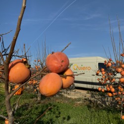 {product_name} directamente del agricultor - Quiero Naranjas