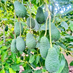 {product_name} directamente del agricultor - Quiero Naranjas
