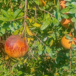 {product_name} directamente del agricultor - Quiero Naranjas {product_name} directamente del agricultor - Quiero Naranjas