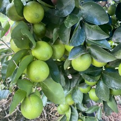 {product_name} directamente del agricultor - Quiero Naranjas
