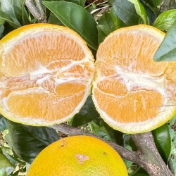 Bio-Tafelorangen aus Valencia