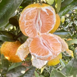 Comprar Mandarinas Ecológicas de Valencia | QuieroNaranjas