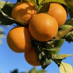 Fresh [product_name]