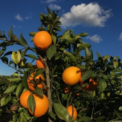 {product_name} directamente del agricultor - Quiero Naranjas {product_name} directamente del agricultor - Quiero Naranjas