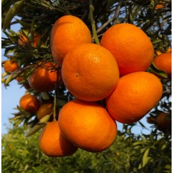 {product_name} directamente del agricultor - Quiero Naranjas {product_name} directamente del agricultor - Quiero Naranjas