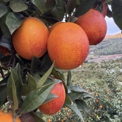 {product_name} directamente del agricultor - Quiero Naranjas