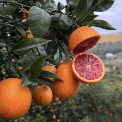 {product_name} directamente del agricultor - Quiero Naranjas {product_name} directamente del agricultor - Quiero Naranjas