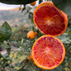 {product_name} directamente del agricultor - Quiero Naranjas {product_name} directamente del agricultor - Quiero Naranjas