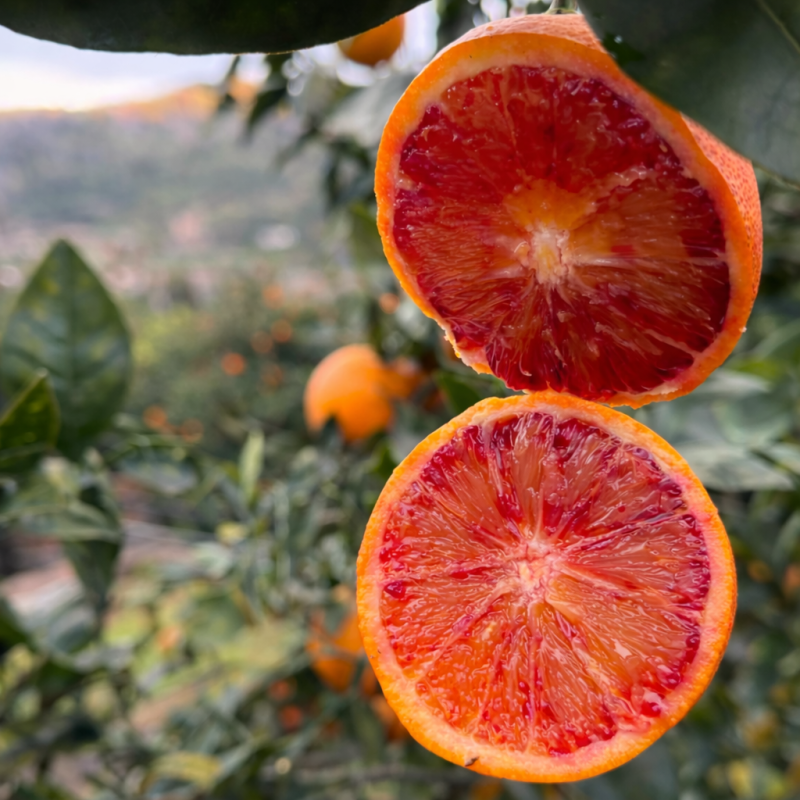 {product_name} directamente del agricultor - Quiero Naranjas {product_name} directamente del agricultor - Quiero Naranjas