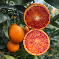 {product_name} directamente del agricultor - Quiero Naranjas {product_name} directamente del agricultor - Quiero Naranjas