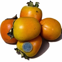 {product_name} directamente del agricultor - Quiero Naranjas