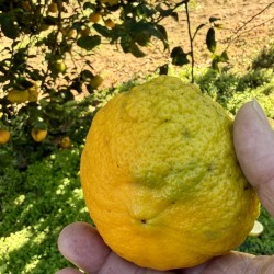 {product_name} directamente del agricultor - Quiero Naranjas {product_name} directamente del agricultor - Quiero Naranjas