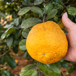 {product_name} directamente del agricultor - Quiero Naranjas