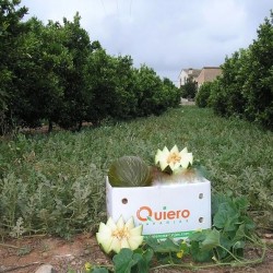 {product_name} directamente del agricultor - Quiero Naranjas