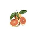 Buy Organic Grapefruits Online at the Best Price