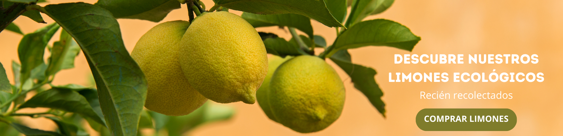 Limones ecológicos recién recolectados de nuestros campos en Valencia